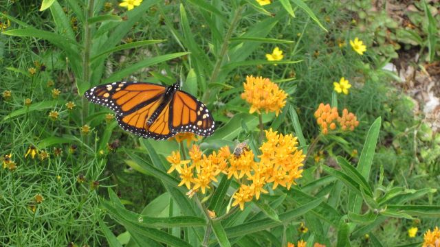 Exploring the Natural Beauty of Mashpee National Wildlife Refuge: A 1995 Conservation Triumph