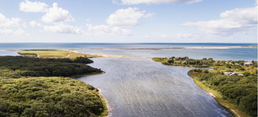 Discover the Natural Wonders of Cape Cod and Its Islands: A Guide to Wildlife and Ecology