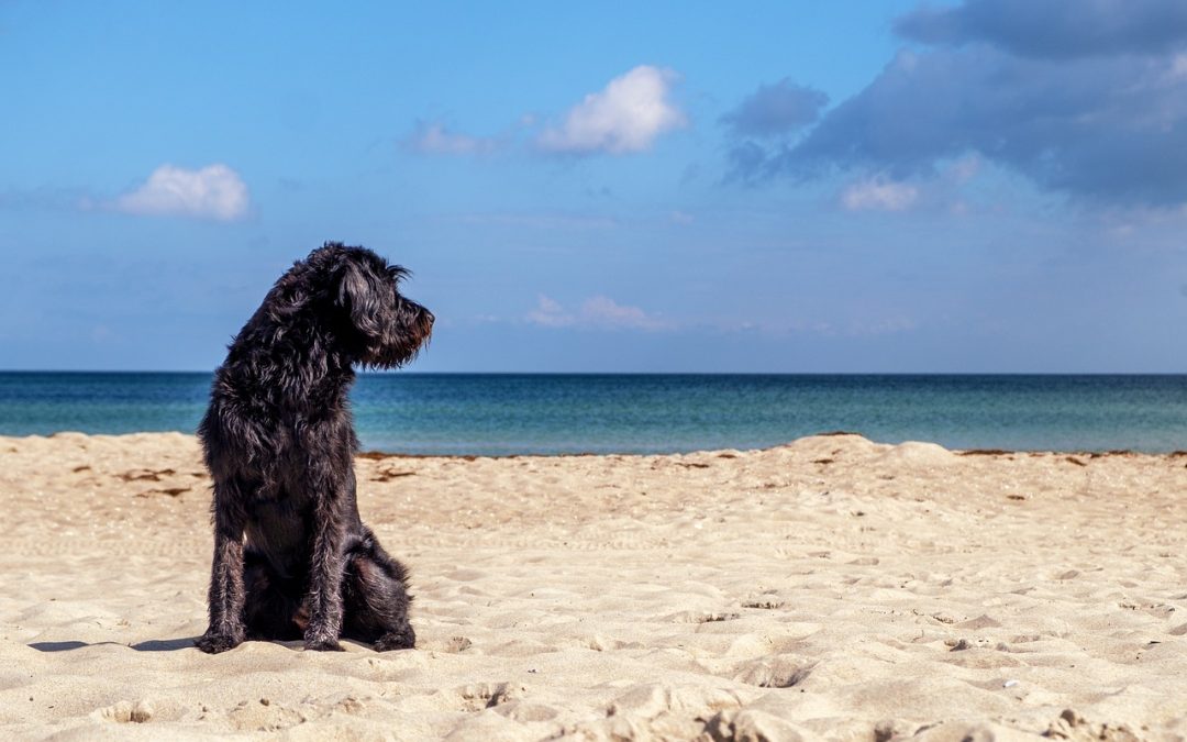 Cape Cod National Seashore’s Pet Policy: A Guide for Responsible Visits