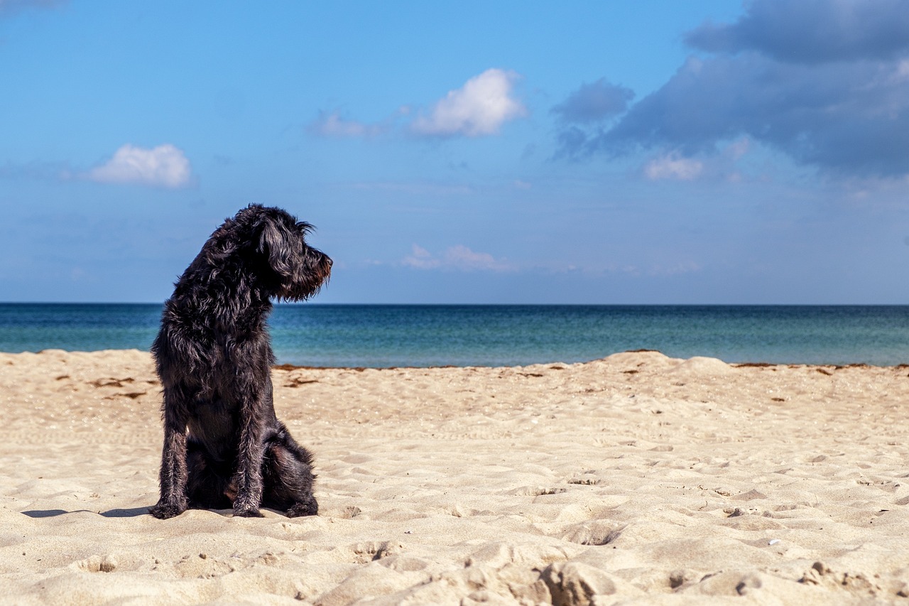 Cape Cod National Seashore's Pet Policy: A Guide for Responsible Visits