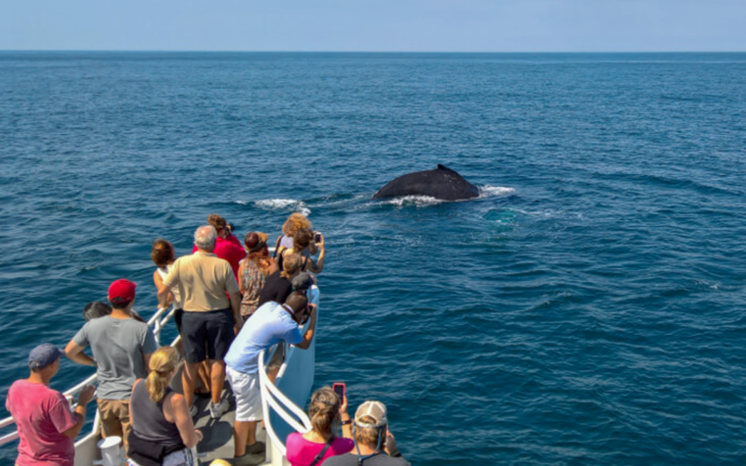 Discover Cape Cod: From Whale Watching to Sunset Cruises