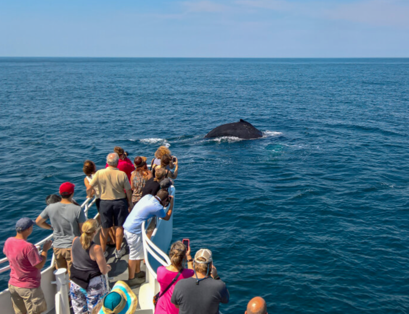 Discover Cape Cod: From Whale Watching to Sunset Cruises