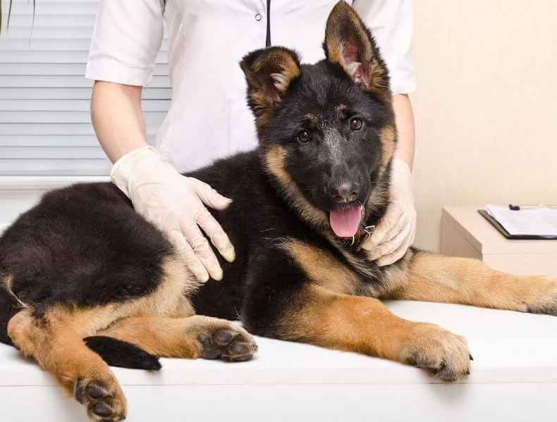 Leach Animal Hospital in Mashpee, MA