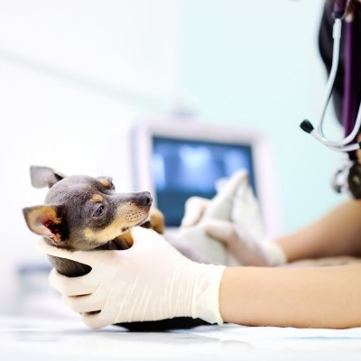 Leach Animal Hospital Provides Expert Care for Cape Cod Pets