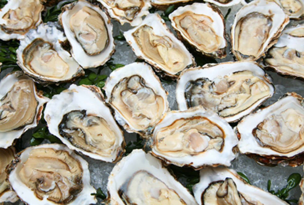 Serene Waterfront Dining at Sesuit Harbor Cafe: A Cape Cod Tradition