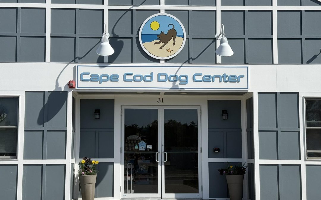 How Cape Cod Dog Center Supports Dogs and Pet Owners in Mashpee