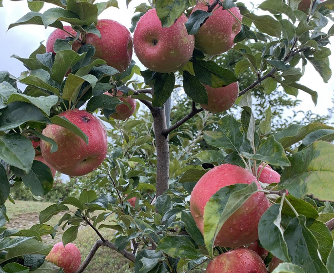 Massachusetts Orchards for Apples, Cider, and Family Fun