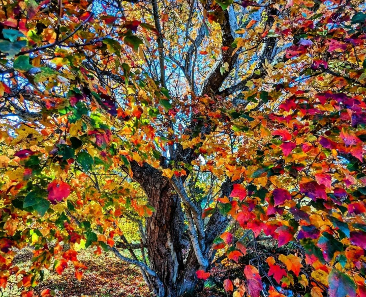 Enjoy Peak Fall Colors In and Around Mashpee, MA