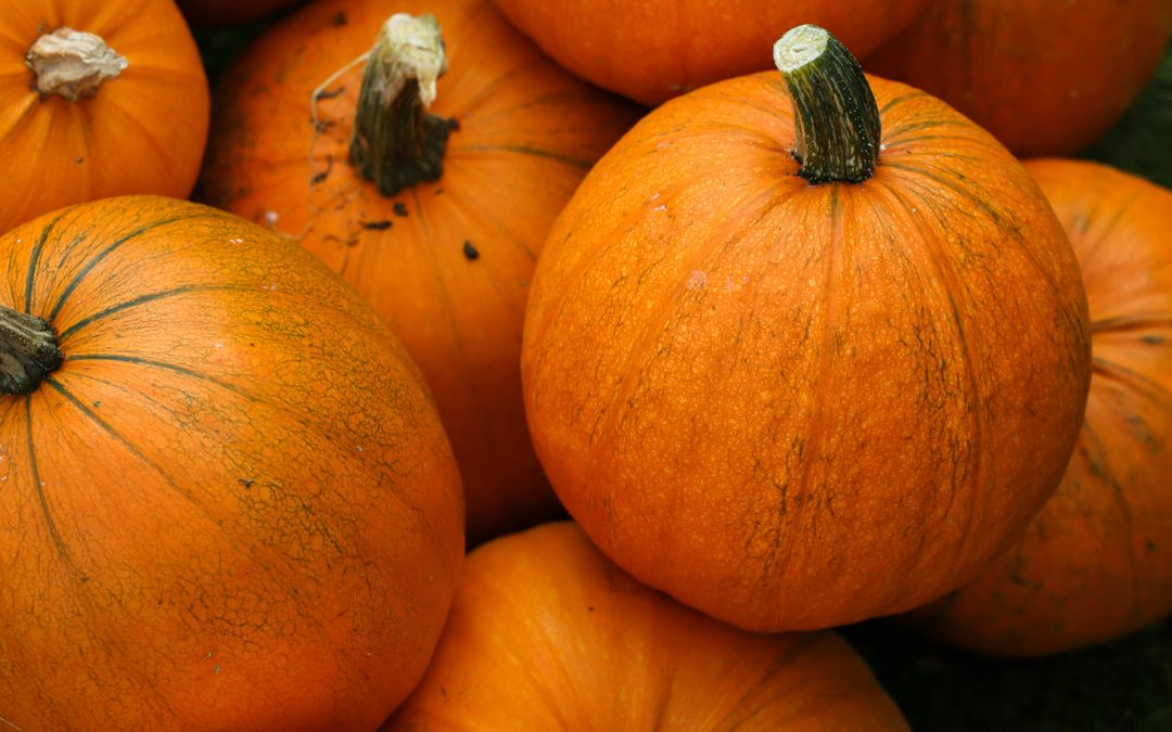 Explore Local Pumpkin Patches Near Mashpee, Massachusetts