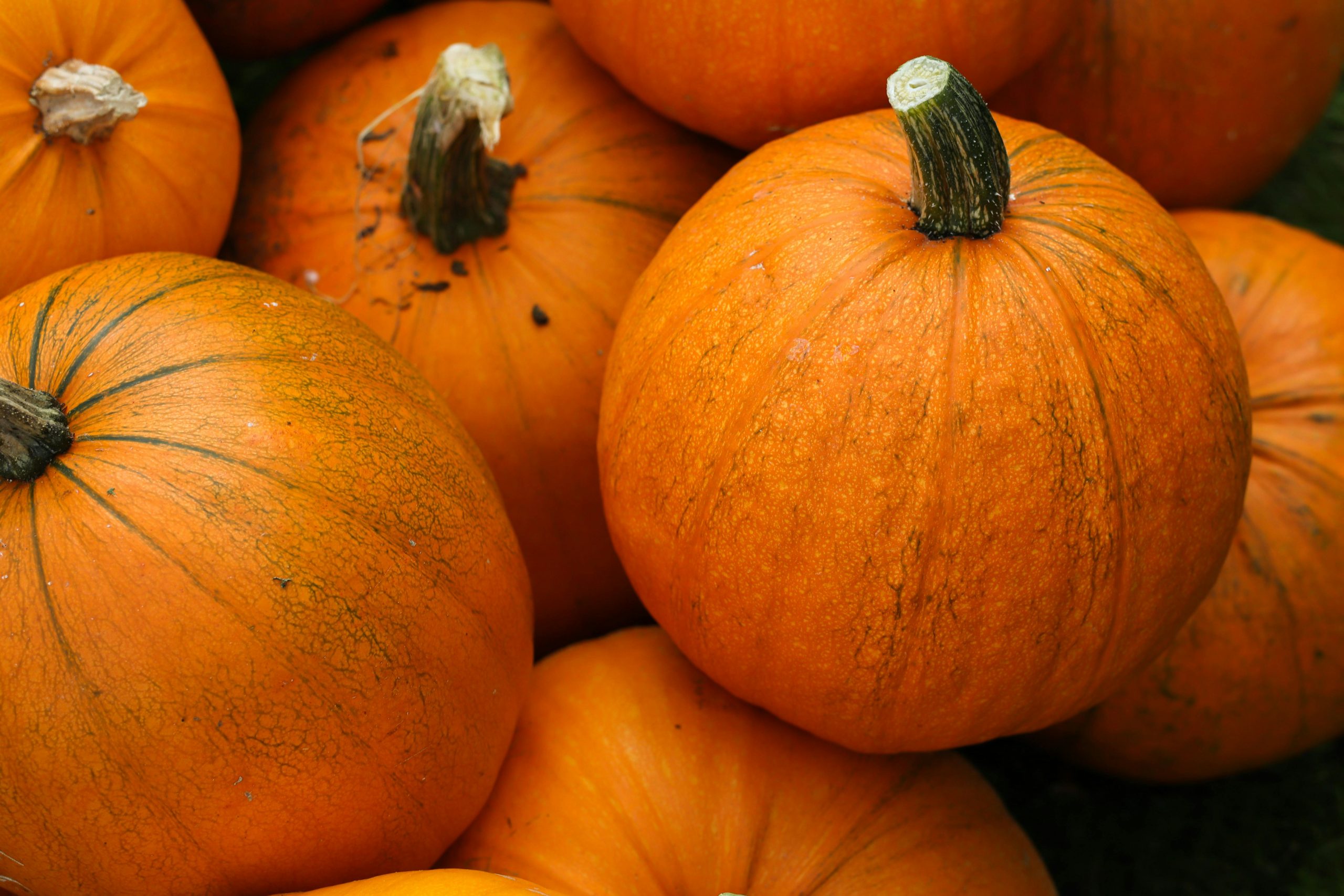Pumpkin Patches in Mashpee, MA