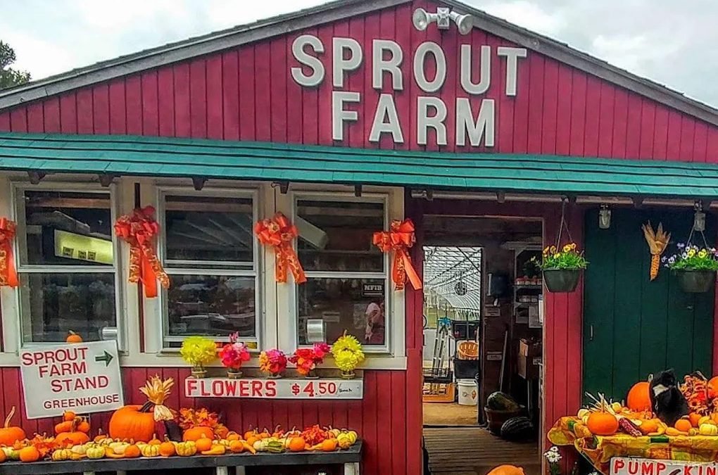 Fresh Seasonal Produce and Local Favorites at Sprout Farm Stand